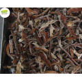 Wholesale distribute bulk IQF frozen black fungus